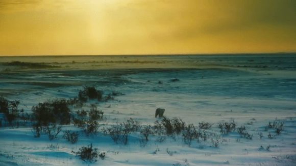Photo from the movie Wonders of the Arctic