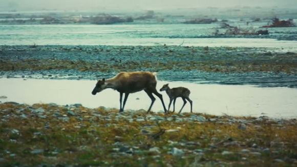 Photo from the movie Wonders of the Arctic