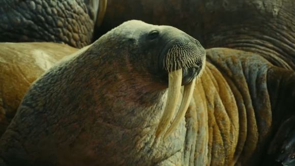 Photo from the movie Wonders of the Arctic