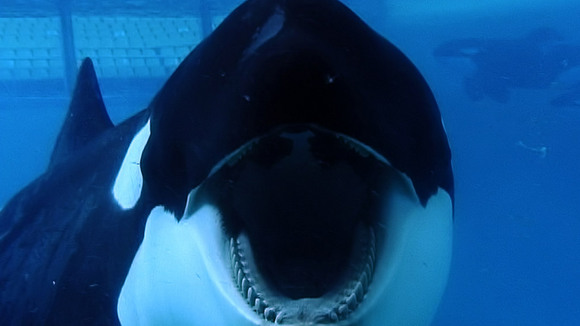 Photo from the movie Blackfish