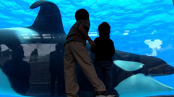 Photo from the movie Blackfish