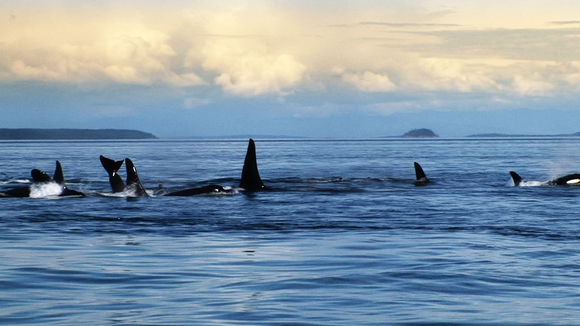 Photo from the movie Blackfish