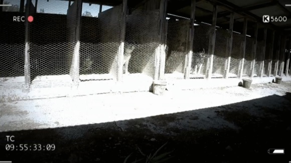 Photo from the movie The Dog Lover