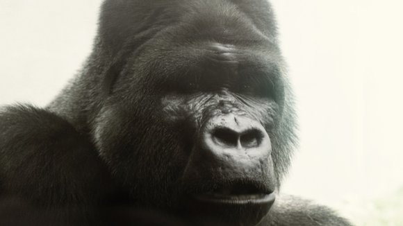 Photo du film Qu'est-ce qu'on fait ici