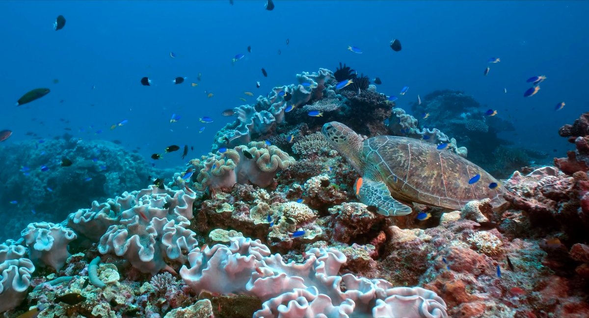 Photo from the movie Coral Sea