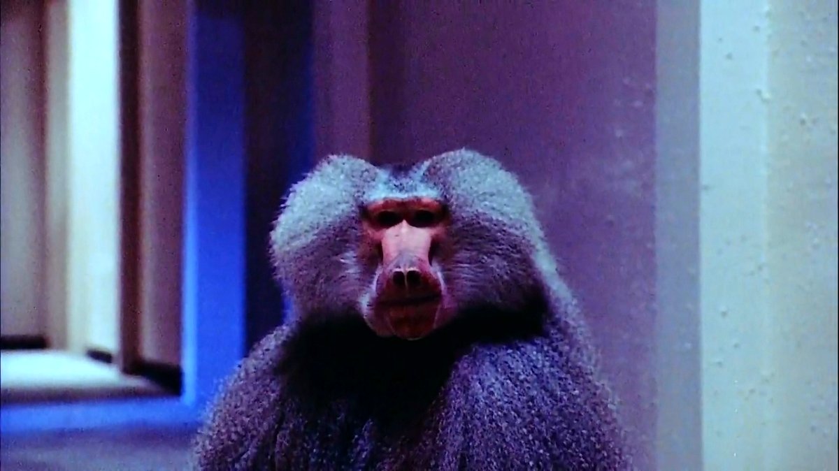 Photo du film Shakma