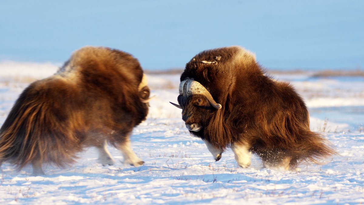 Photo from the movie The Arctic: Our Last Great Wilderness