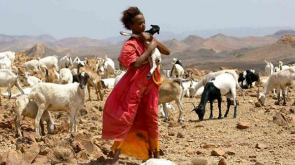 Photo du film Fleur du désert