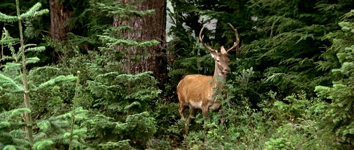 Photo du film Voyage au bout de l'enfer