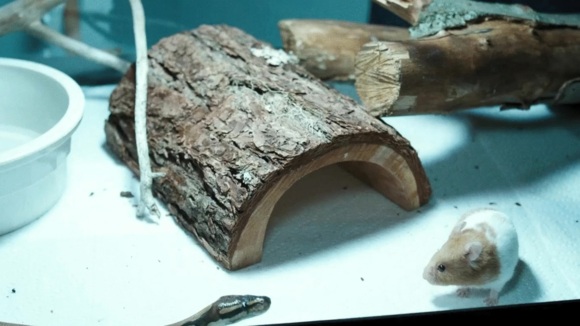 Photo du film Emelie