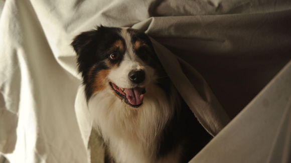 Photo du film Fünf Freunde 2