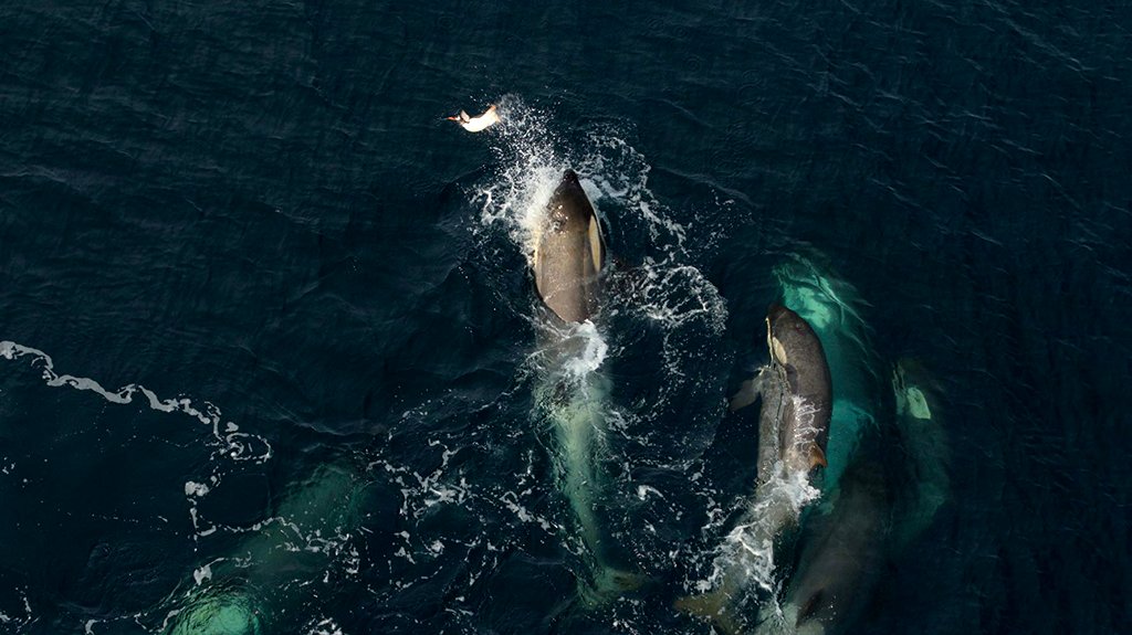 Photo from the movie Our Planet