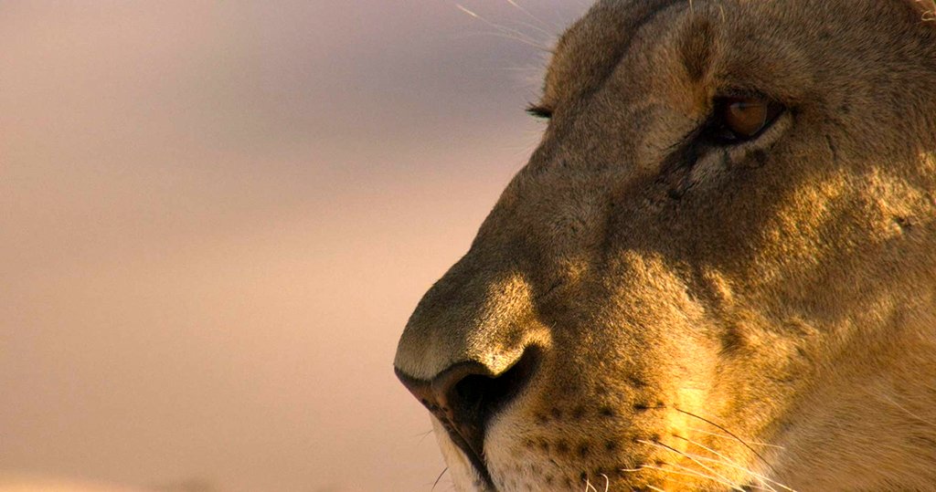 Photo from the movie Our Planet