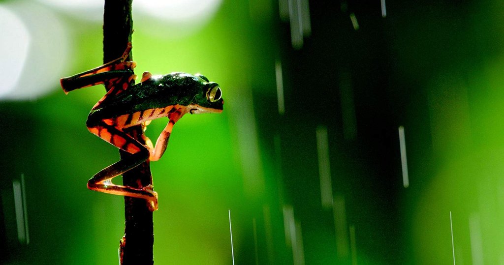 Photo from the movie Our Planet