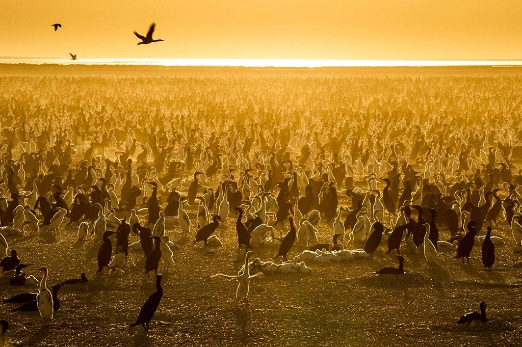 Photo from the movie Our Planet