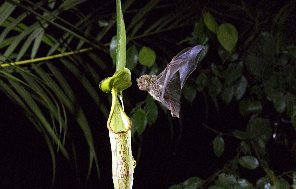 Photo from the movie Our Planet