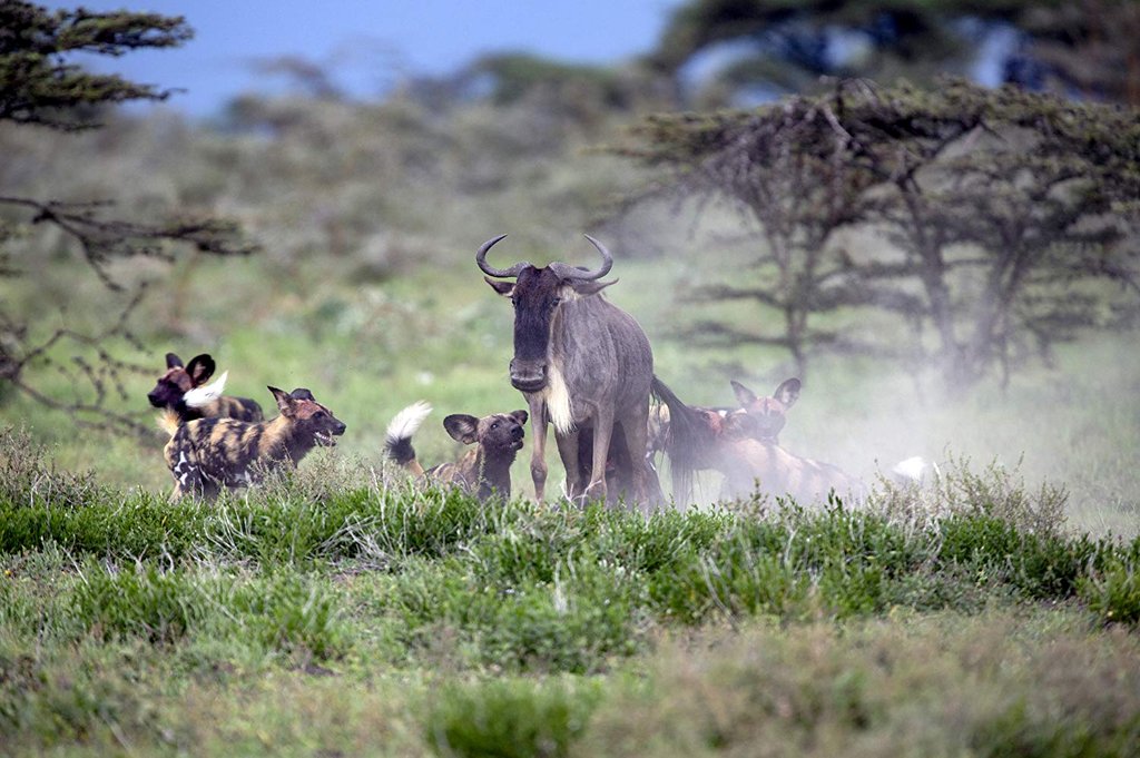 Photo from the movie Our Planet