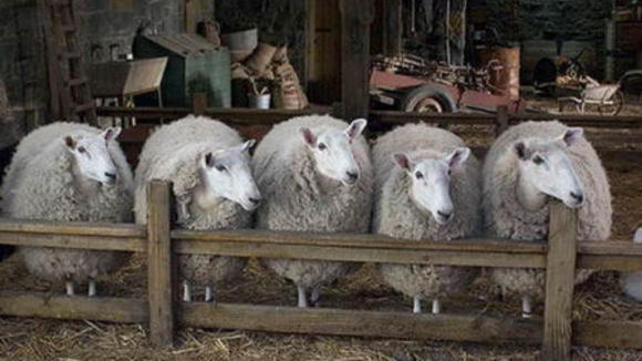 Photo du film Le Petit monde de Charlotte