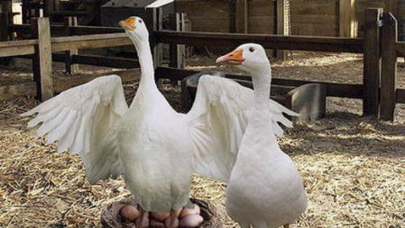 Photo du film Le Petit monde de Charlotte