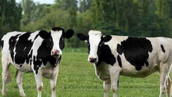 Photo du film Le Petit monde de Charlotte