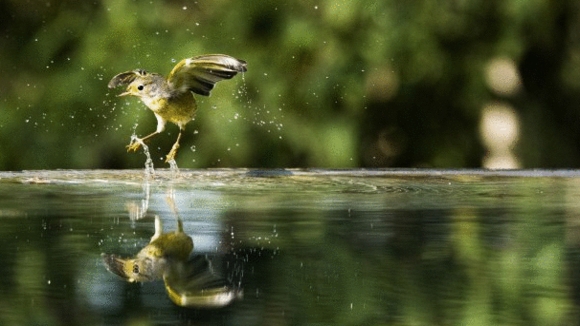 Photo du film Galapagos: Merveilles de la nature