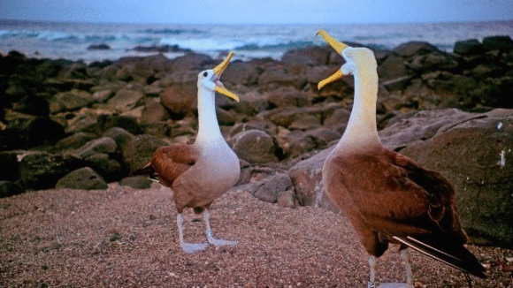 Photo du film Galapagos: Merveilles de la nature