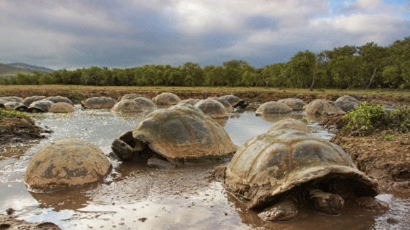 Photo du film Galapagos: Merveilles de la nature