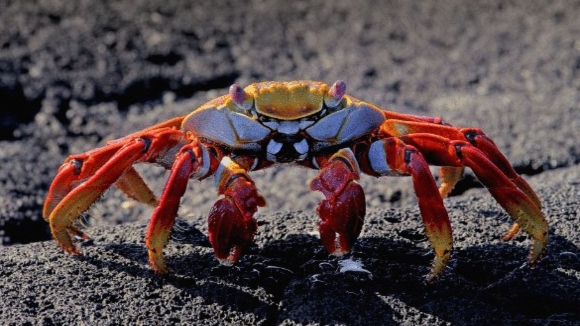 Photo du film Galapagos: Merveilles de la nature