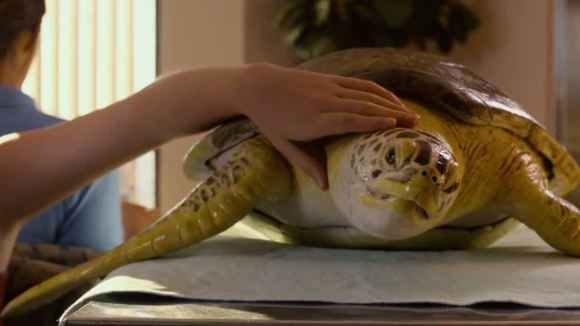 Photo from the movie Dolphin Tale 2