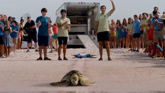Photo from the movie Dolphin Tale 2