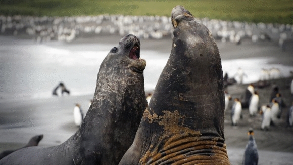 Photo du film Penguins