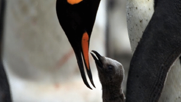 Photo du film Penguins