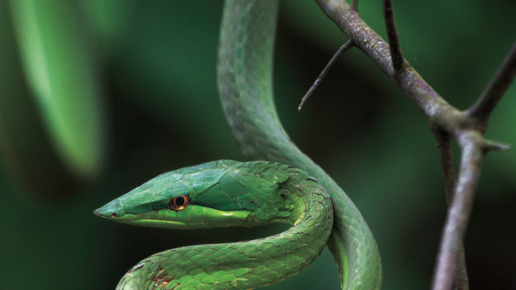 Photo du film Amazonia