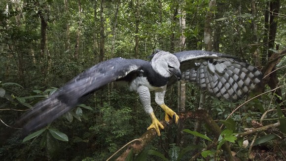 Photo du film Amazonia