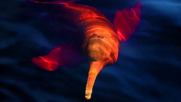 Photo du film Amazonia