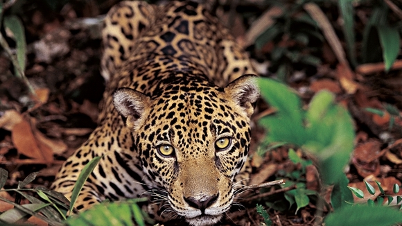 Photo du film Amazonia