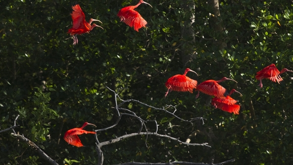 Photo du film Amazonia