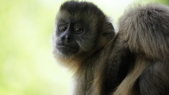 Photo du film Amazonia