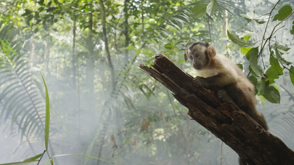 Photo du film Amazonia