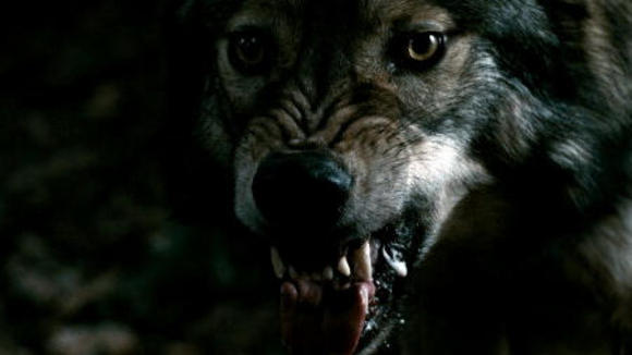 Photo du film Sang et Chocolat