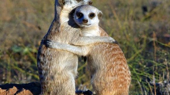 Photo from the movie Meerkats
