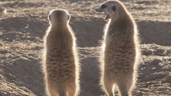 Photo from the movie Meerkats
