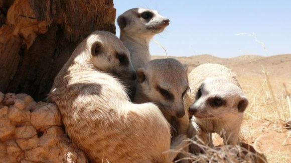 Photo from the movie Meerkats