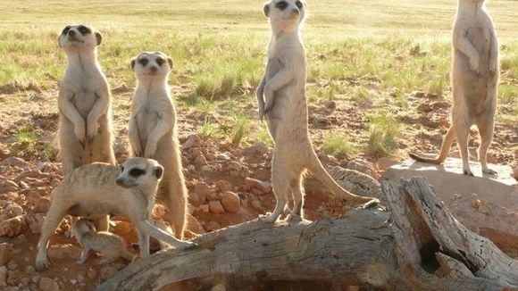 Photo from the movie Meerkats