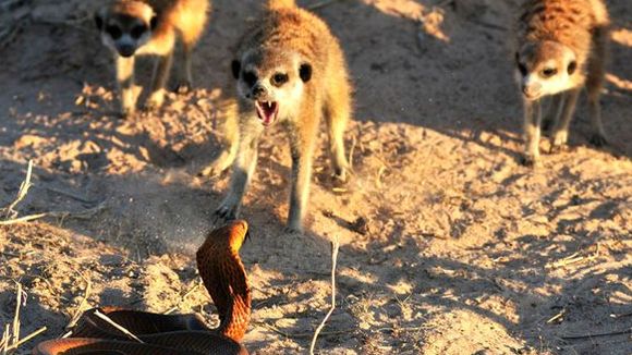 Photo from the movie Meerkats