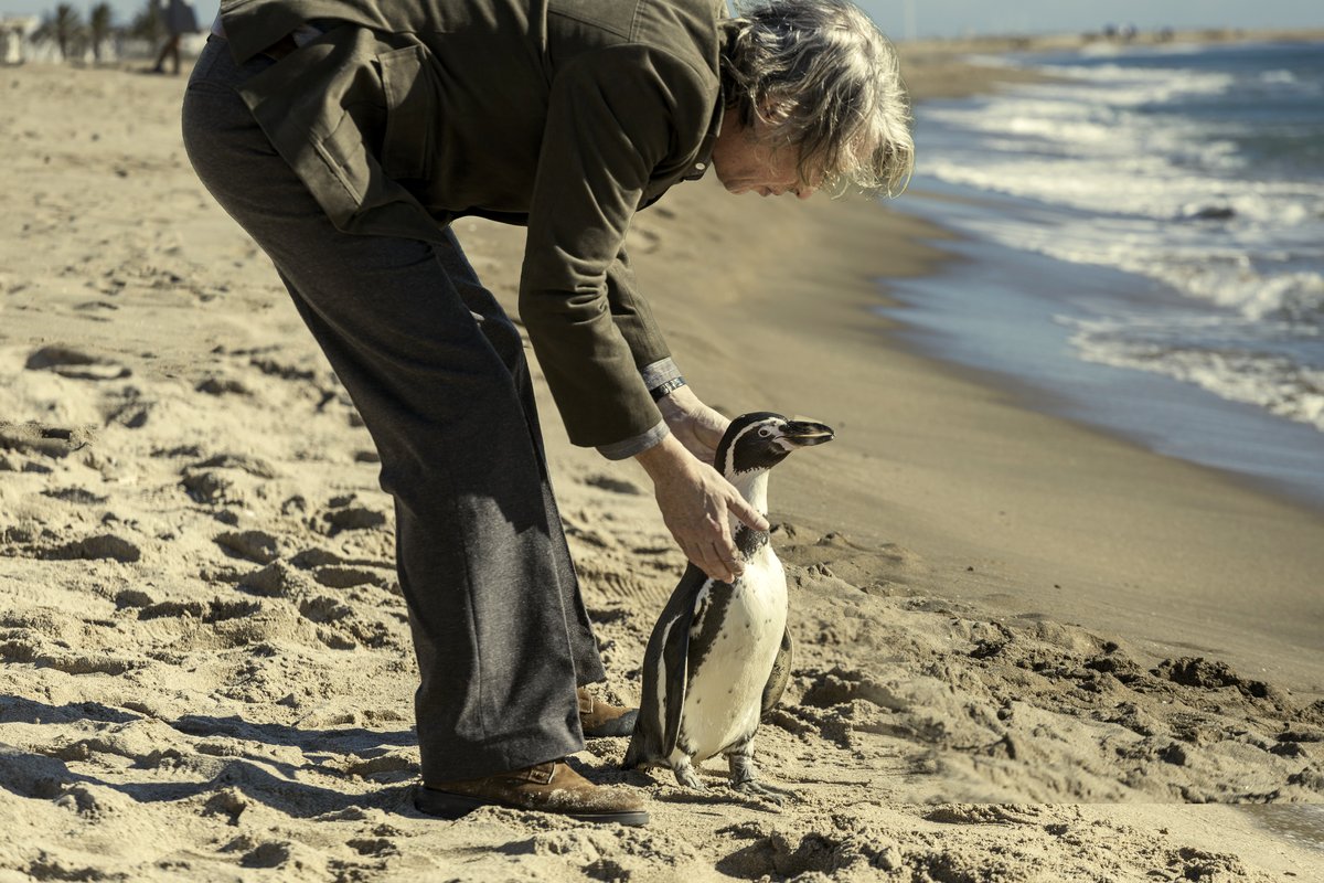 Photo du film The Penguin Lessons