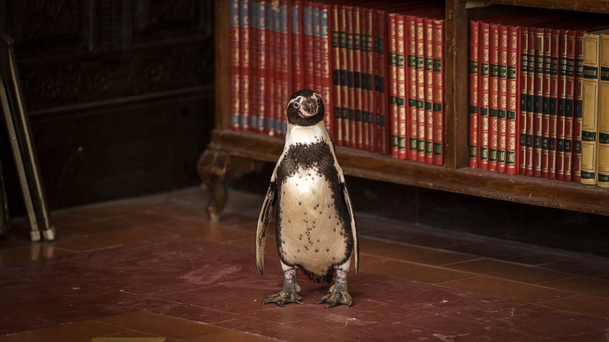 Photo du film The Penguin Lessons