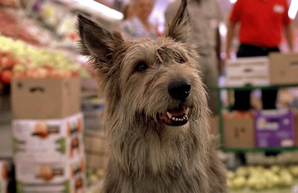 Photo du film Winn-Dixie v.f.