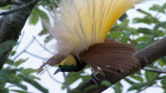 Photo from the movie Disneynature: Earth