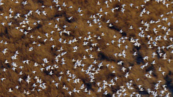 Photo from the movie Disneynature: Earth